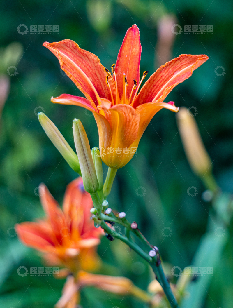 高清大图下载【趣麦麦图】-写实风橙色萱草花摄影素材