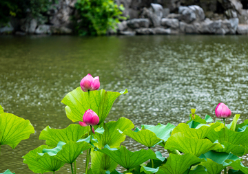 写实风池塘荷花盛开绿叶自然摄影素材