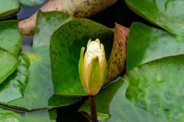 写实风池塘睡莲含苞待放花苞摄影素材