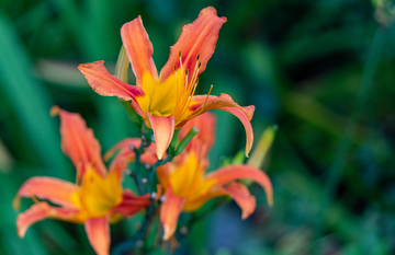 写实风三朵橙色萱草花摄影素材
