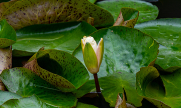 写实风池塘睡莲绿叶自然摄影素材