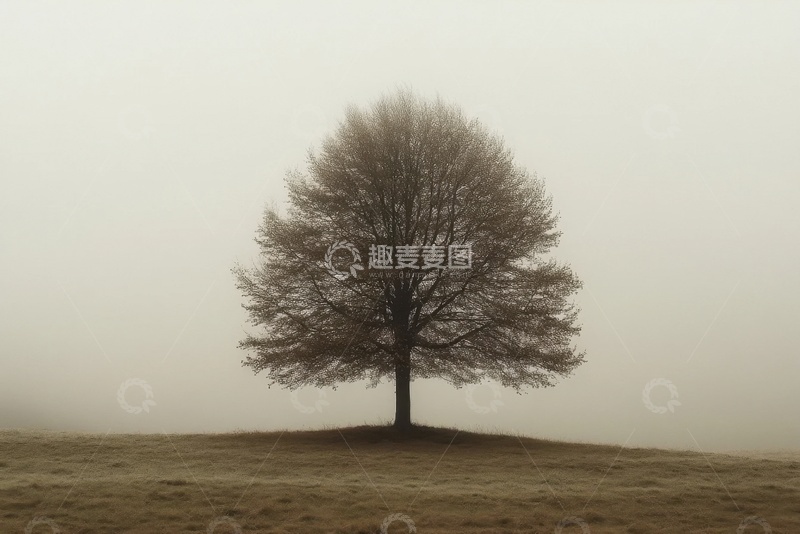 高清大图下载【趣麦麦图】-沙暴里的一颗大树