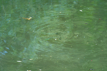 写实风池塘水面涟漪自然摄影素材