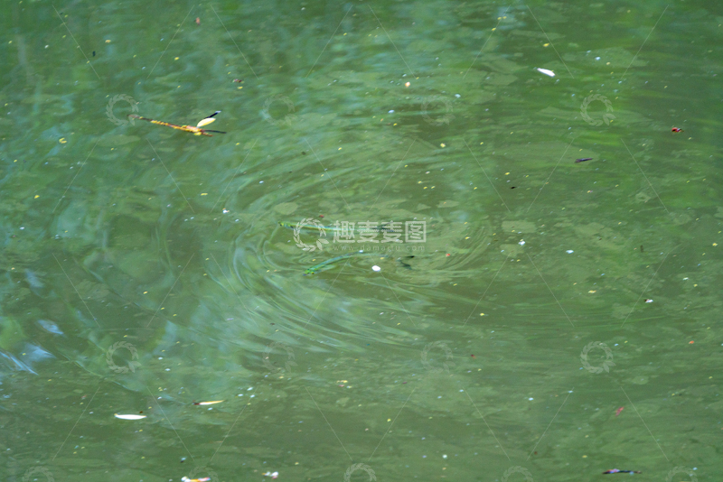 高清大图下载【趣麦麦图】写实风池塘水面涟漪自然摄影素材