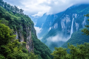 大山里的薄雾树林