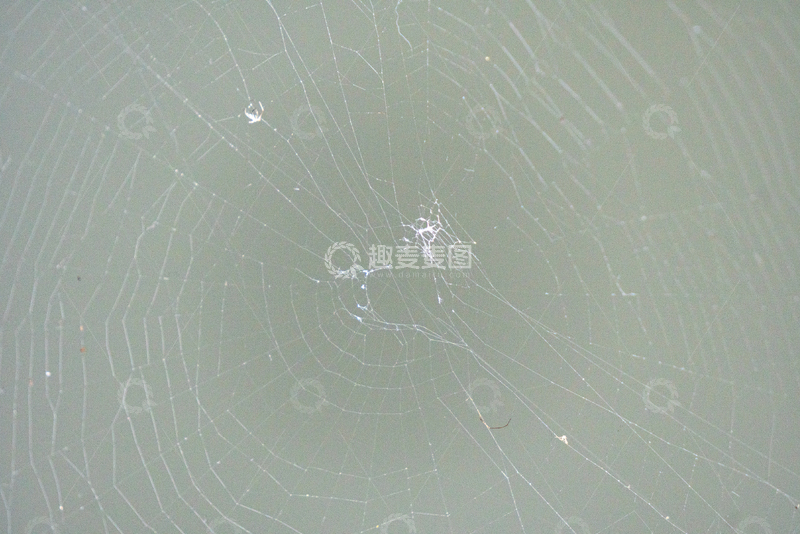 高清大图下载【趣麦麦图】自然风蜘蛛网纹理摄影素材