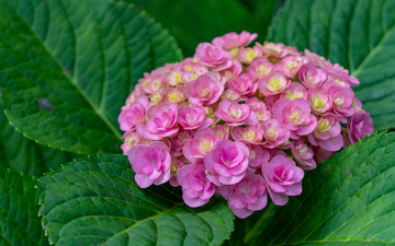 写实风绣球花植物摄影素材