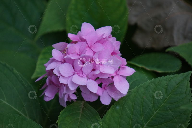 高清大图下载【趣麦麦图】-写实风粉色绣球花植物摄影素材