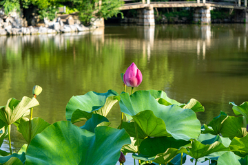 写实风公园湖泊池塘荷花绿叶摄影素材