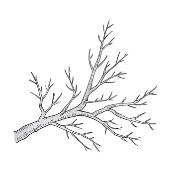 线条风枯树枝手绘插画设计素材