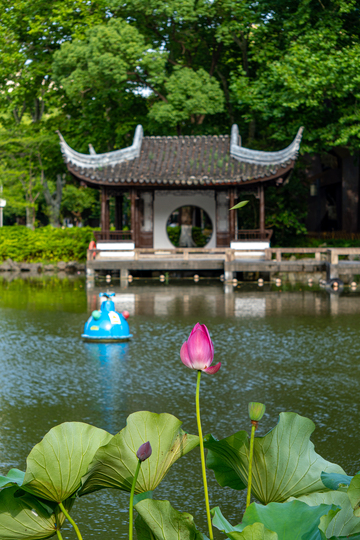 写实风园林荷花池亭台设计素材