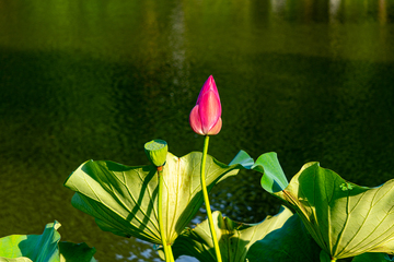 写实风荷花池中绽放莲花花苞莲蓬摄影素材