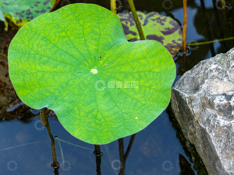 高清大图下载【趣麦麦图】-写实风碧绿的荷叶池塘自然摄影素材