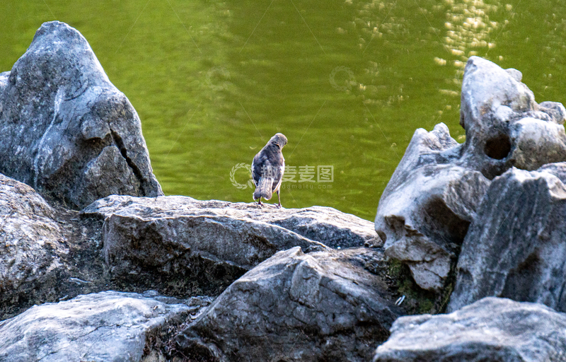 高清大图下载【趣麦麦图】-写实风湖畔岩石上的鸟儿摄影素材
