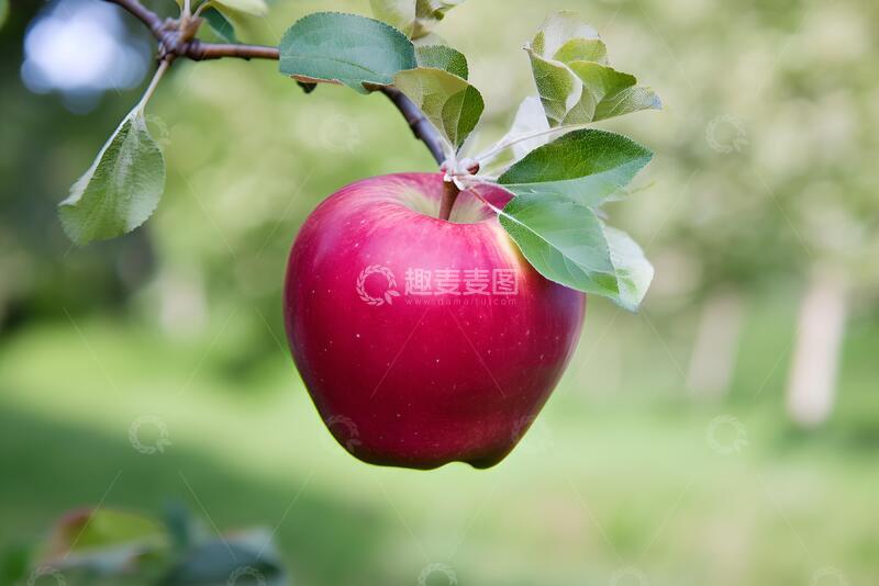 高清大图下载【趣麦麦图】自然风红苹果果实摄影素材76