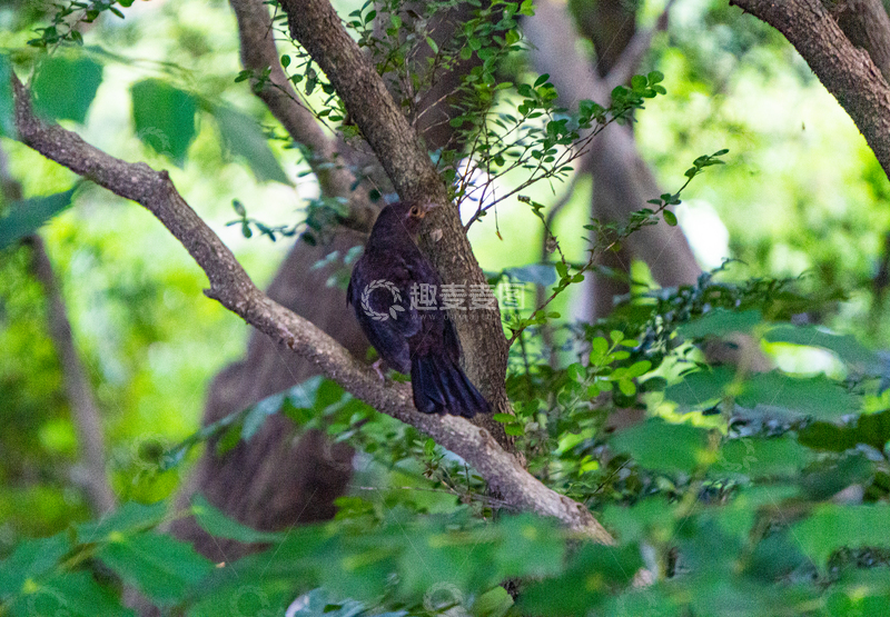 高清大图下载【趣麦麦图】自然风栖息树枝乌鸦乌鸫小鸟摄影素材