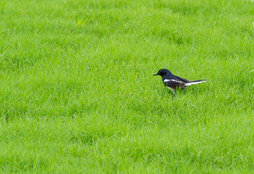自然风绿草地青草地黑鸟摄影素材