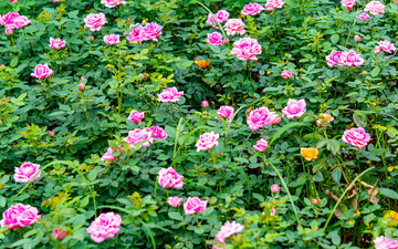 写实风花园盛开玫瑰花卉设计素材
