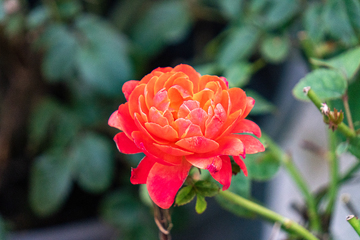 写实风橙红玫瑰月季花卉摄影素材