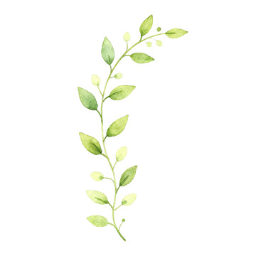 水彩风清新绿叶植物手绘插画免抠png