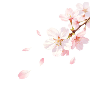水彩风樱花飘落手绘插画设计素材免抠png