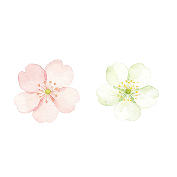 水彩风樱花花卉手绘插画设计素材