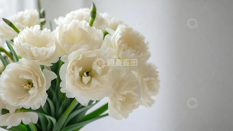 高清大图下载【趣麦麦图】-电脑壁纸ins风简约构图白色桔梗花7