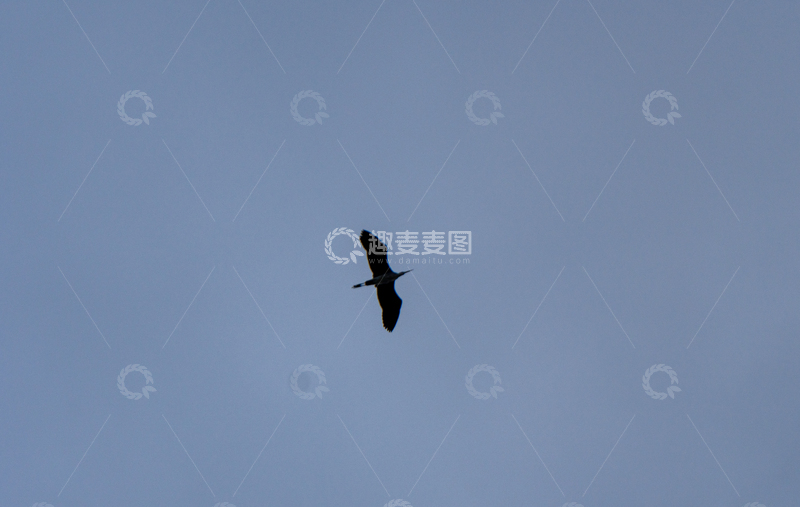 高清大图下载【趣麦麦图】剪影风天空飞鸟自然摄影素材