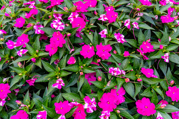 写实风紫色繁花绿叶花卉摄影素材