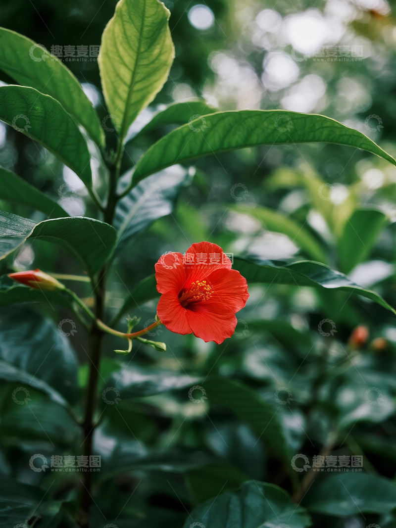 高清大图下载【趣麦麦图】绿叶朱槿红花户外植物摄影1