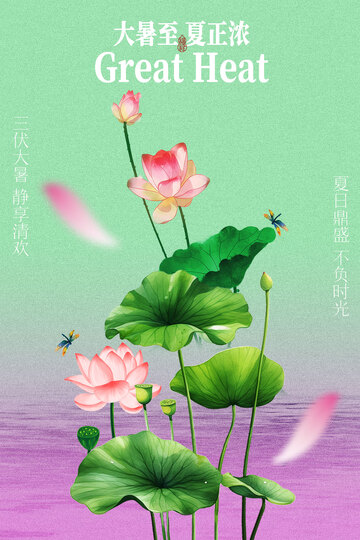 大暑时节荷花绽放海报