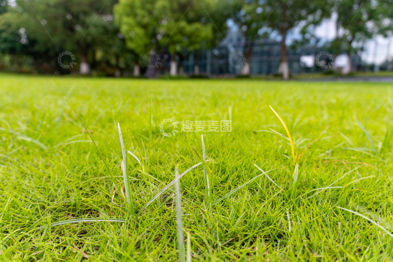 高清大图下载【趣麦麦图】-清新自然草坪绿意摄影素材