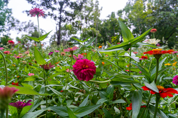 自然风百花丛中花园花卉摄影素材