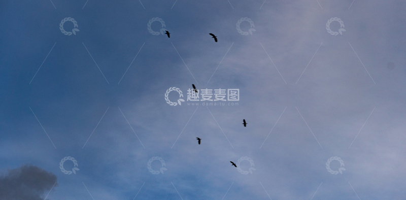 高清大图下载【趣麦麦图】写实风蓝天白云下的飞鸟剪影摄影素材