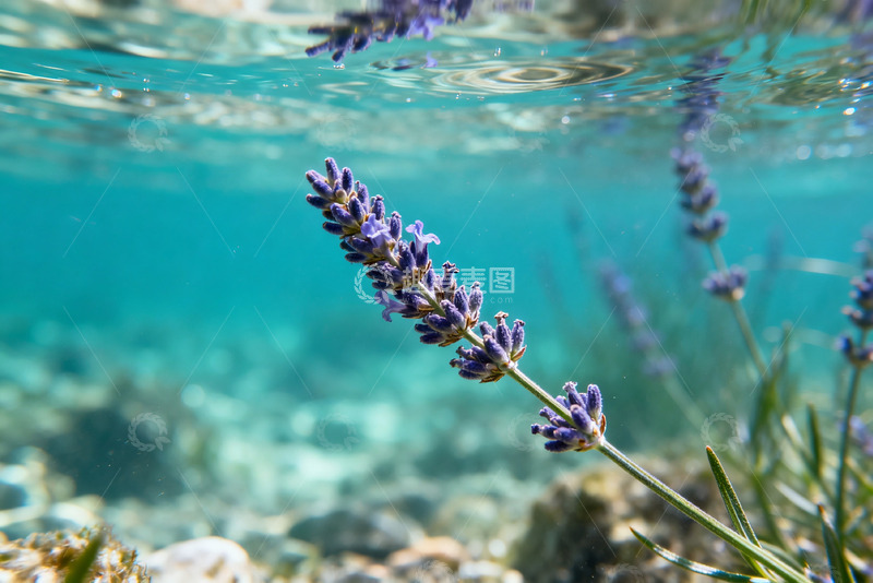 高清大图下载【趣麦麦图】水下摄影薰衣草花丛自然风光素材