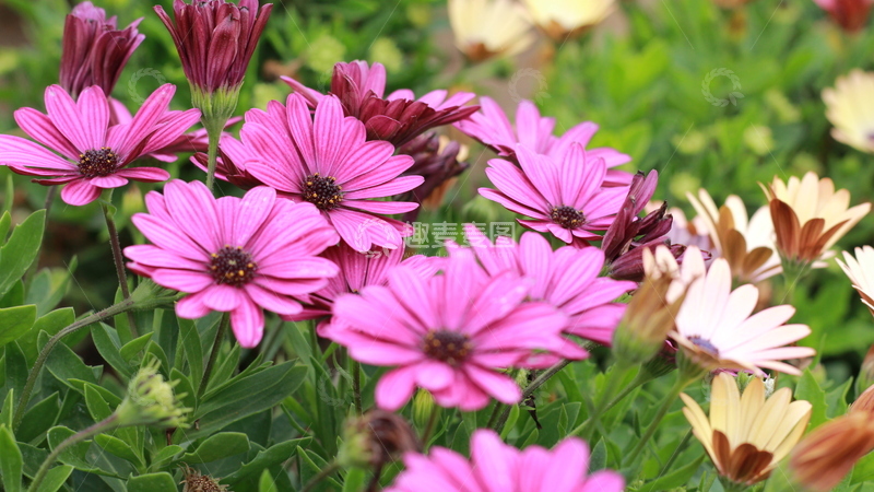高清大图下载【趣麦麦图】-清晰的雏菊小花2