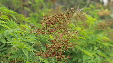绿色植物背景2