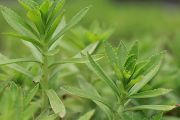 绿色植物背景11