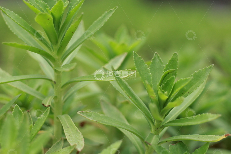 高清大图下载【趣麦麦图】绿色植物背景11