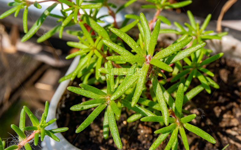 高清大图下载【趣麦麦图】自然风生机勃勃的太阳花盆栽植物摄影素材