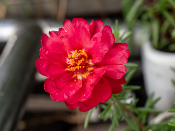 写实风红色太阳花花朵特写摄影素材