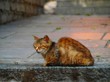 写实风慵懒猫咪街景摄影素材