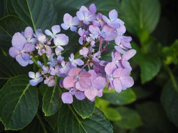 写实风绣球花绿叶植物摄影素材