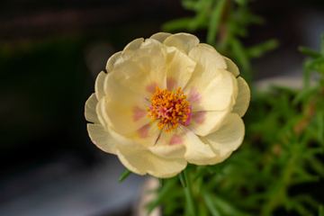 写实风淡黄太阳花花朵自然摄影素材