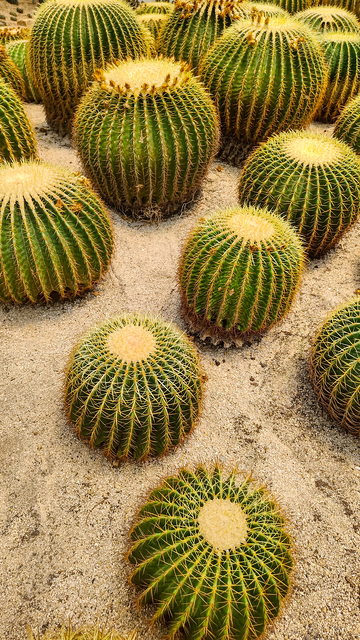 厦门植物园写实风仙人掌植物摄影素材