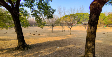 自然风光公园树木景观摄影素材