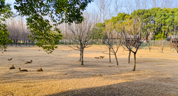 写实风公园野鸭栖息自然场景设计素材