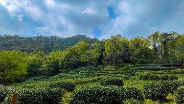 写实风龙井茶园风光自然风景摄影素材