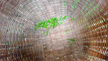 俯拍风竹编篮青龙井茶叶静物摄影素材