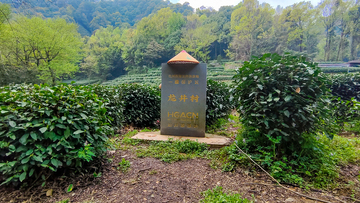 自然风光龙井茶园保护区石碑景观摄影素材